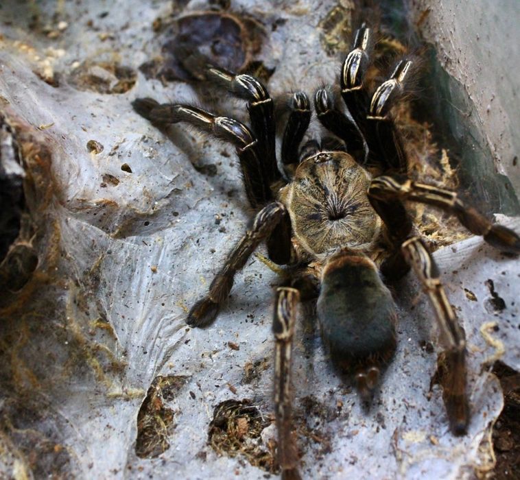 Vand tarantule vii și tablouri