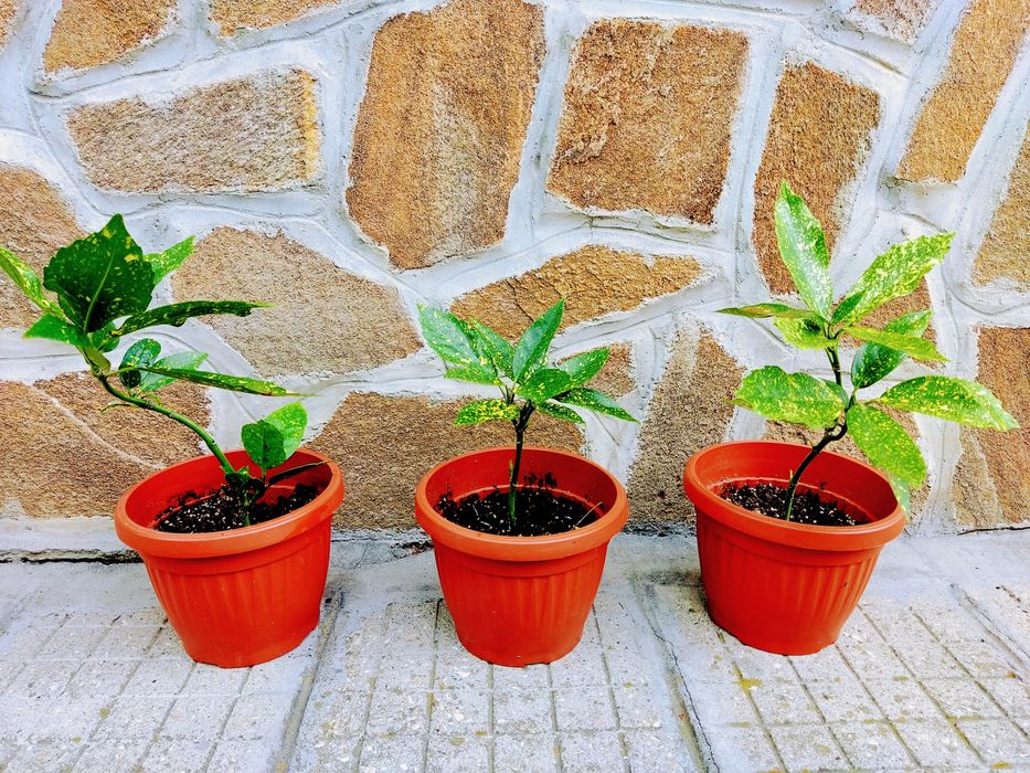 Японска - Аукуба