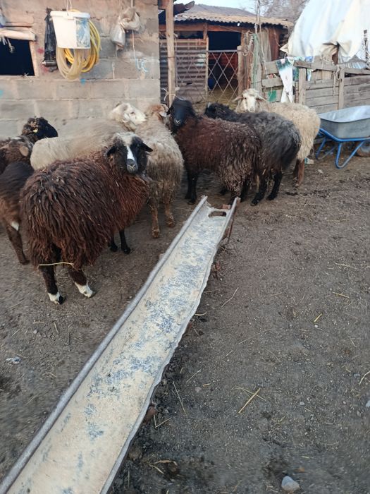 В Продажи Бараны Жирные.