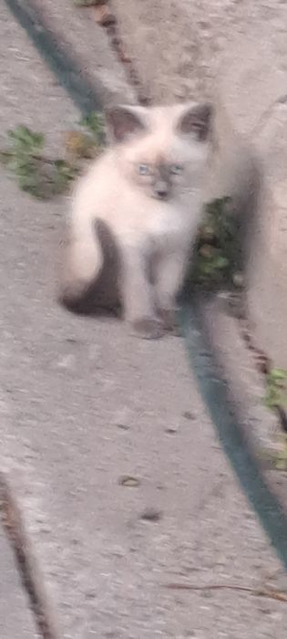 Отдам в добрые руки котять 4 шт