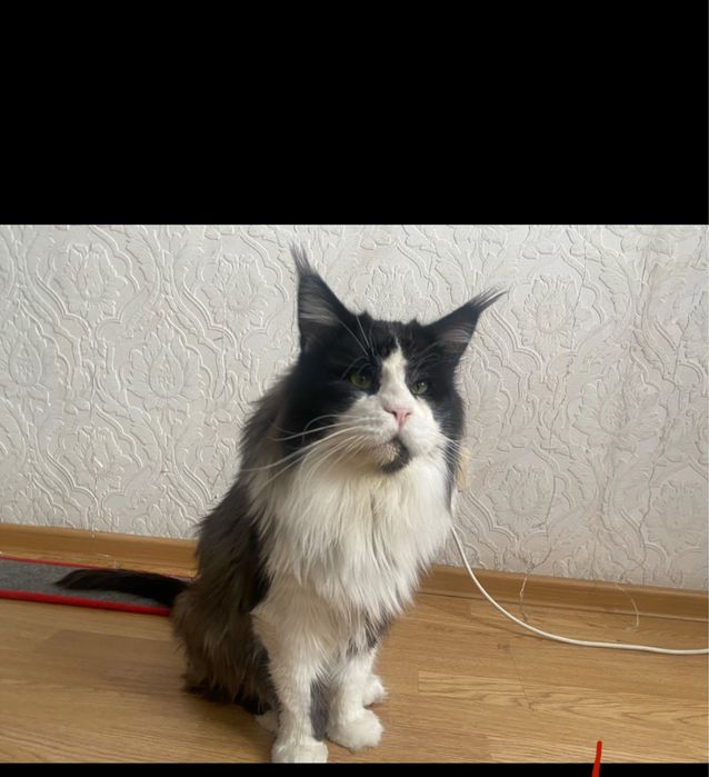 Вязка. Кот породы Мейн Кун