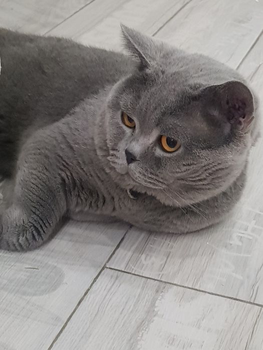 Вязка шикрного британца с родословной.