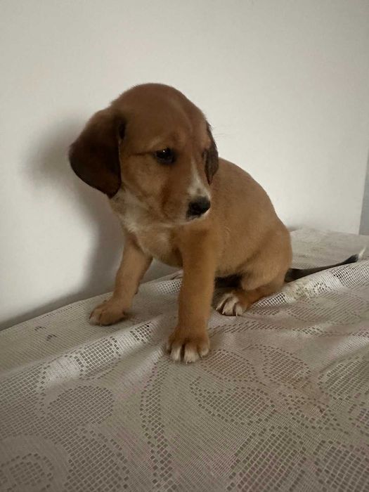 малки, сладки спенидори