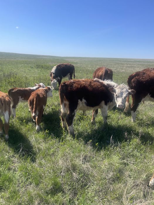 Продаются годовалые бычки