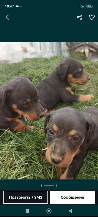 Немецкий ягдтерьер