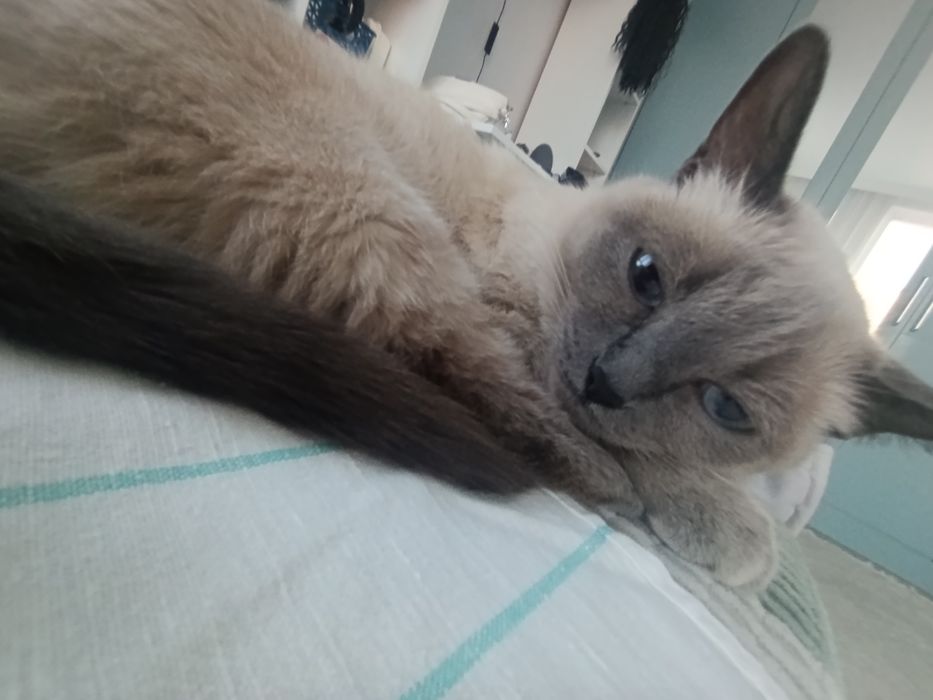 отдам сиамскую кошку!