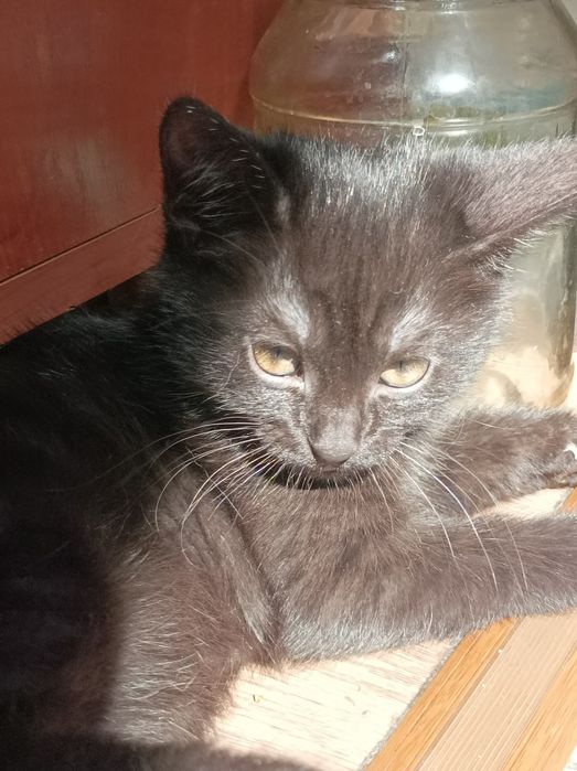 Отдам котят в добрые руки