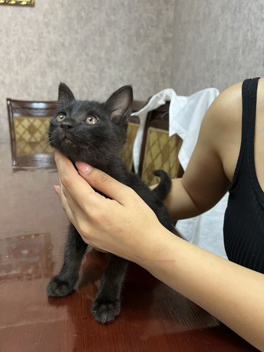 Отдам в добрые руки котёнка
