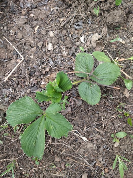 Рассада клубники