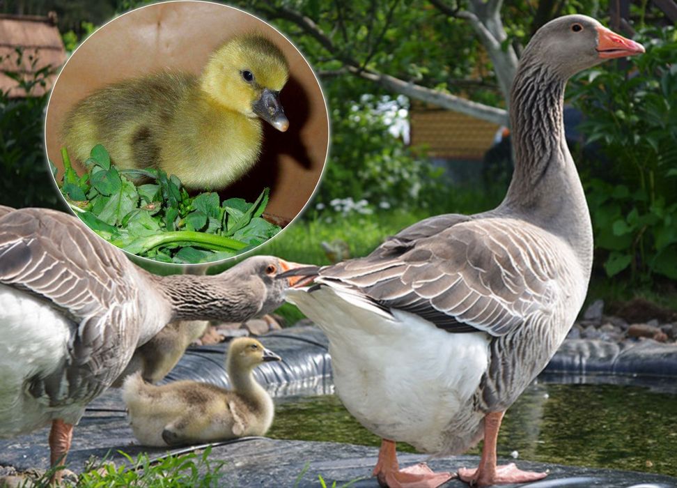 Продаются гусята