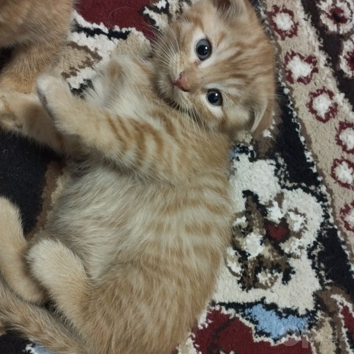 4 ta sariq mushukchalar, onasi zotdor (Turkish angora), otasi uy mushu
