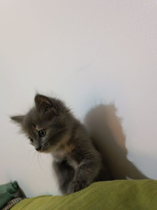 Отдам  2х месячных котят