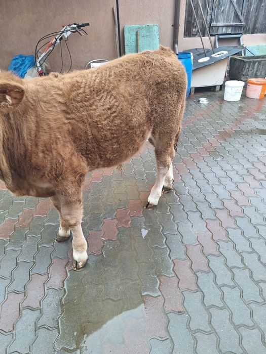 Vând Vitel de 4 luni