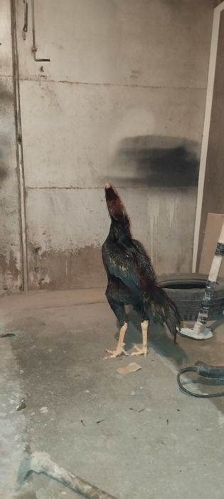 Дакан хўроз сотилади