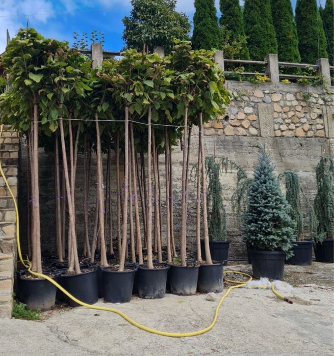 Copacii ornamentalii