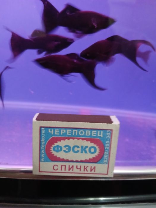 Продажа рыб 40шт молленизия вилчате