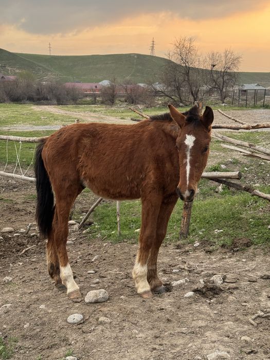 3 тай сатылады 1 жаста срочна