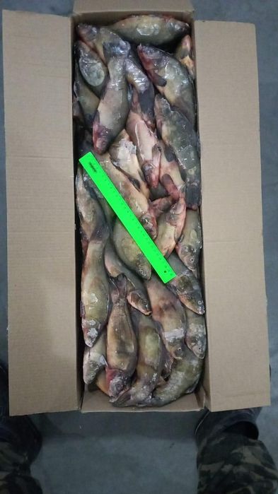 Продаем Линь замароженая