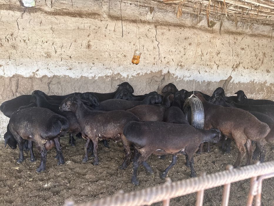 Qurbonlik bop Xisori qo’y qo’chqorlar bor.