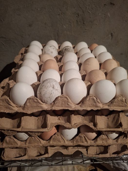 Продам домашняя яйцо