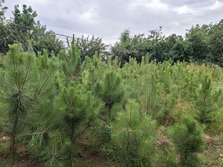 Qrim sosna, 1,5-2 metr