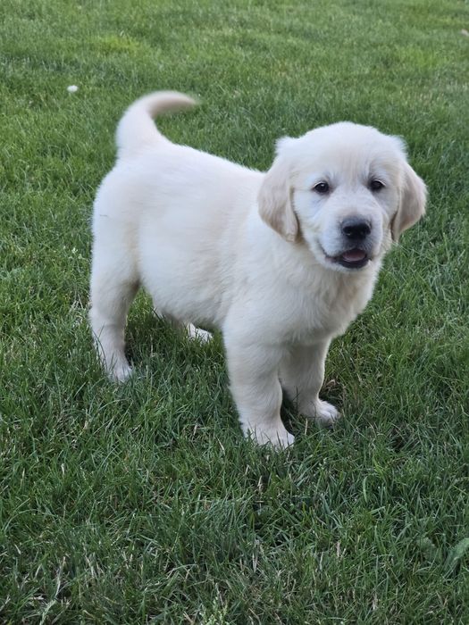 Pui golden retriever cu certificat  pedigree