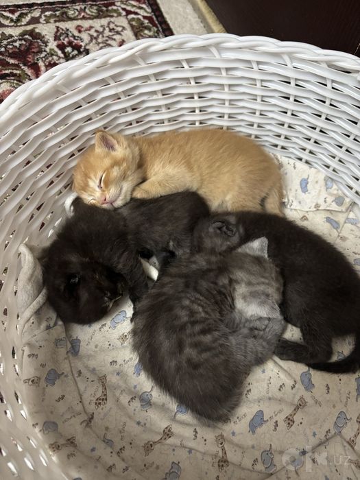1 yarim oylik muwukcala oyisi bilan sotiladi