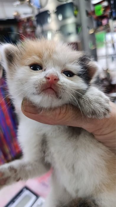 отдам котенка в добрые руки!