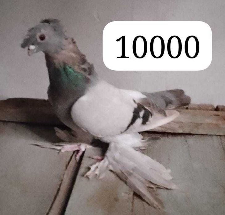 Продам голубей...