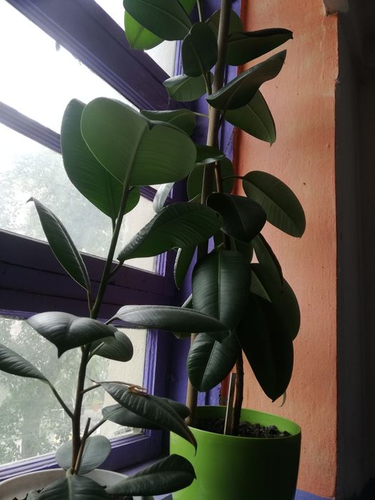 Фикус фикус фикус