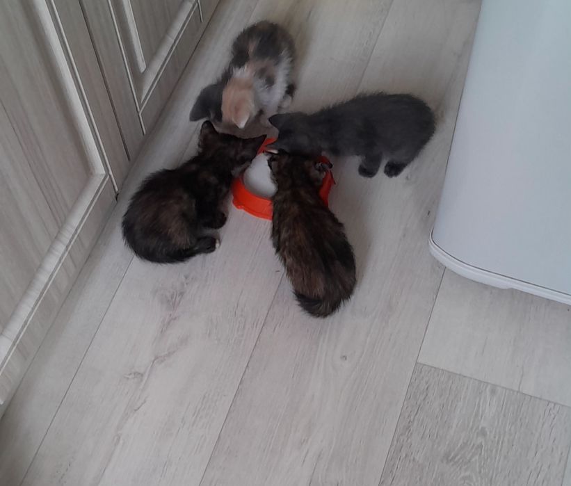 Котята бесплатно