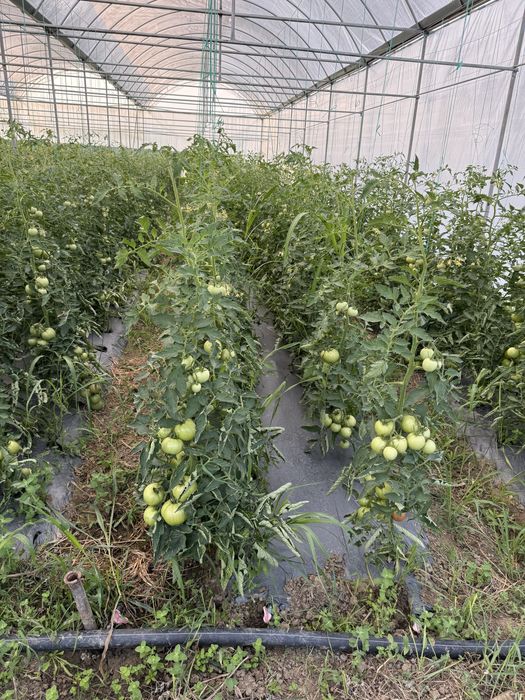 Продава се Земеделски имот в с. Спатово, Област Благоевград -  кв.м за 28688 €/дка - Снимка #7