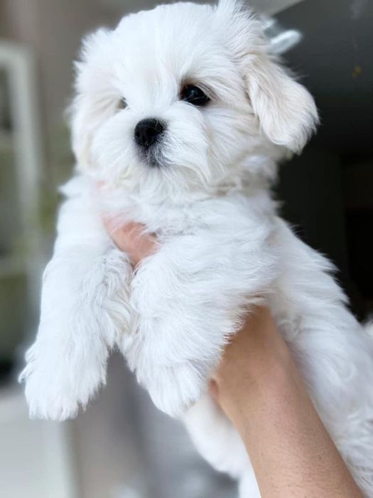 Bichon maltez mini toy