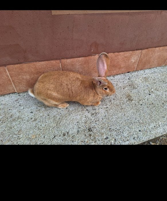 Femela uriaș galben