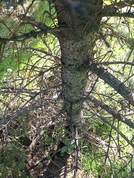 Садовник обрезка деревьев