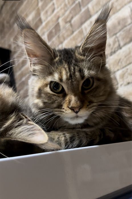 Котята Мейнкуны! Девочки