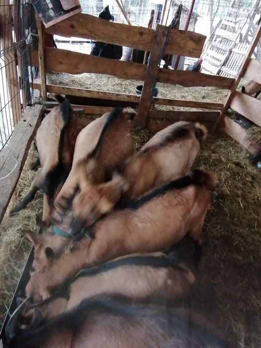 Tapisori alpini din părinți buni