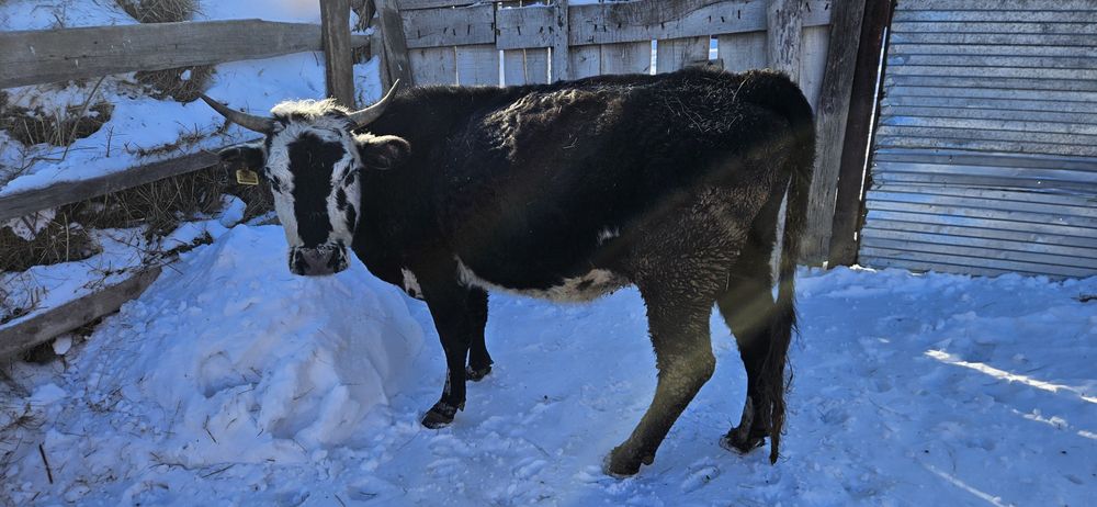 Продам две коровы