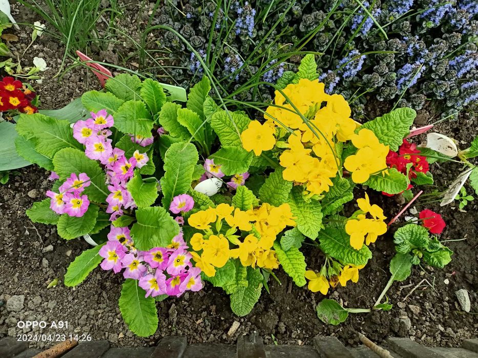 Садовые цветы примула