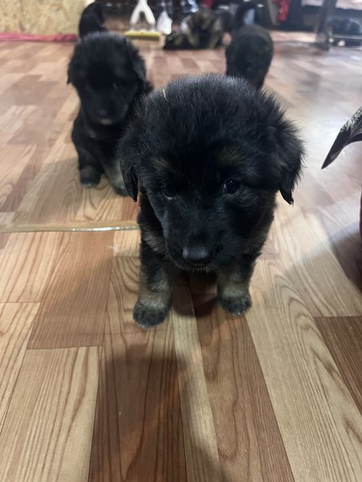 Продавам малки кученца