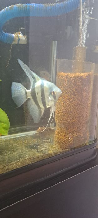 Скалярий большая