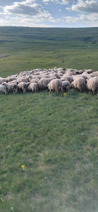 De vânzare oi cu lapte