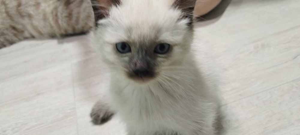 Отдам котят , мальчики и девочка.
