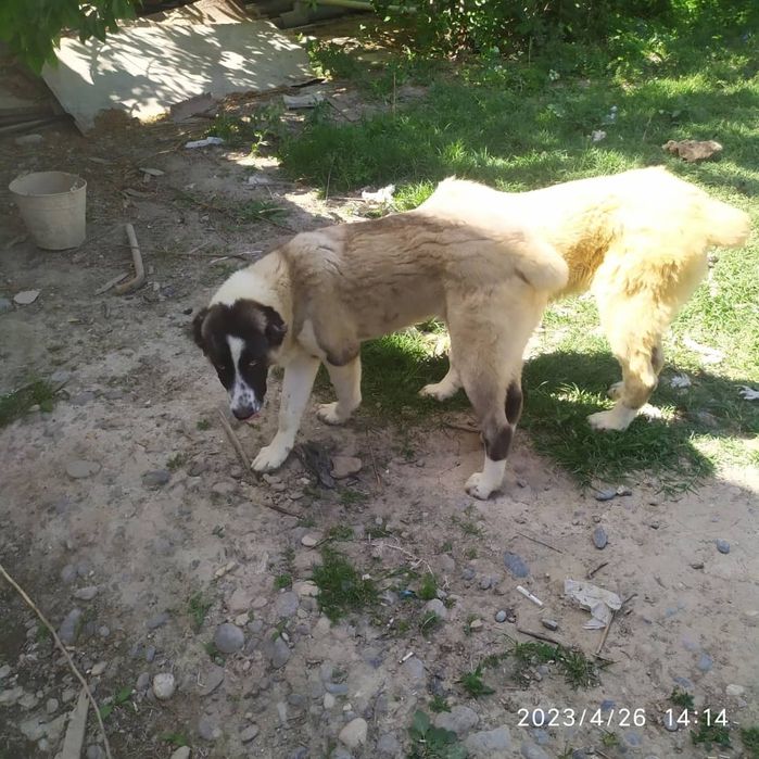 Kucuchuk alabaylar sotiladi