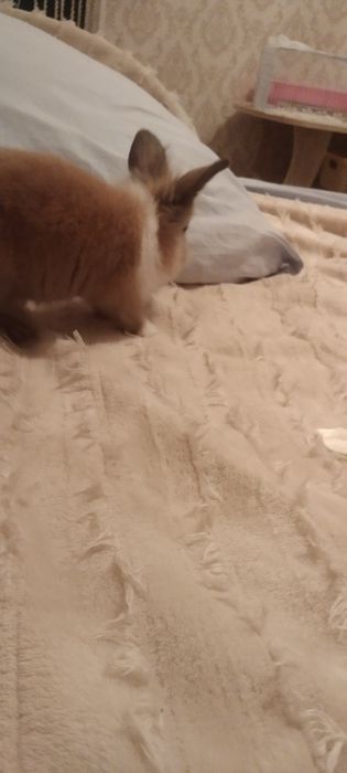 Продам кролика с клеткой