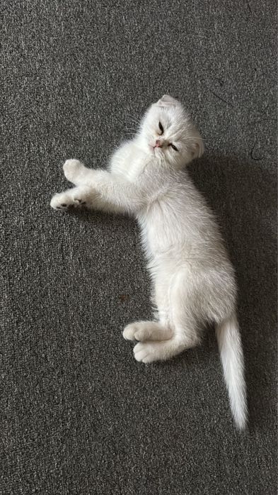 Кот шиншила 2 мес
