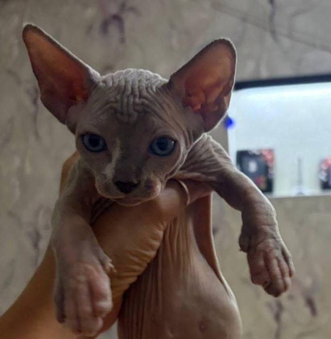Котята сфинксики