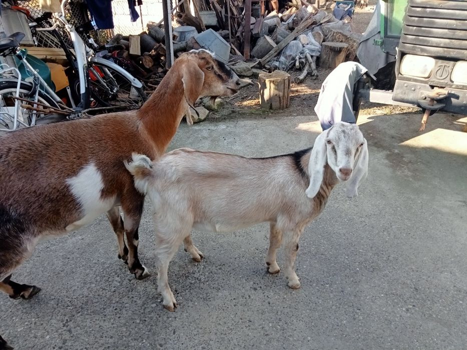 Vind oi sufok, capre și iede alpine și anglonubiene.