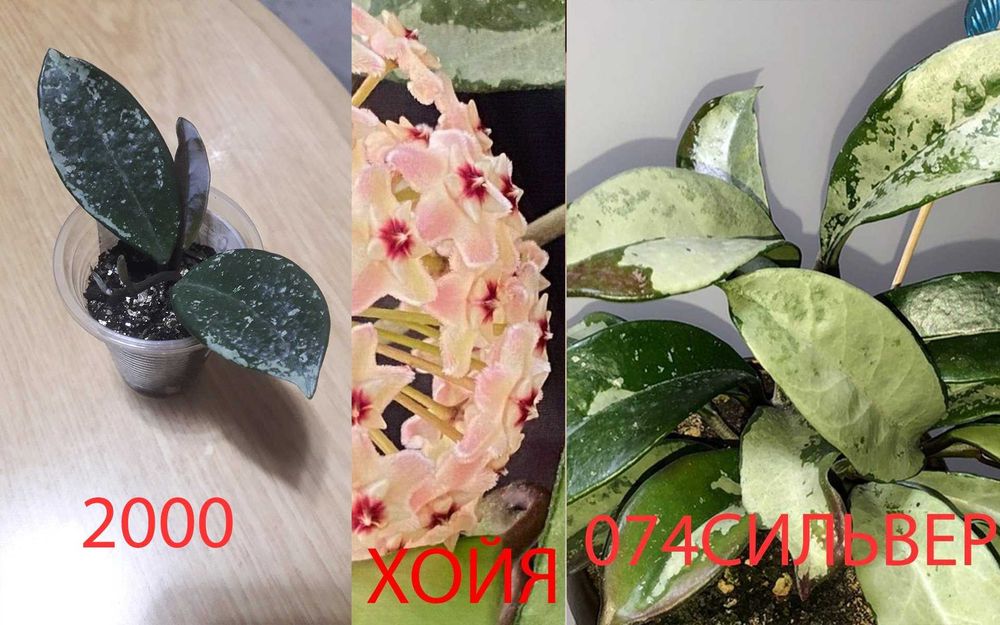 Комнатные  цветы