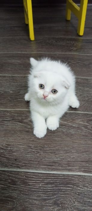 Котята два месяца